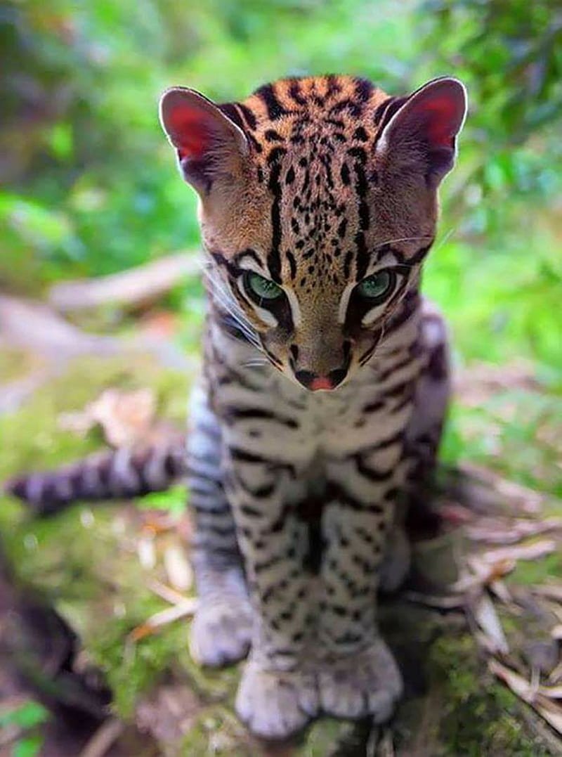 Common Myths And Misconceptions About The Ocelot