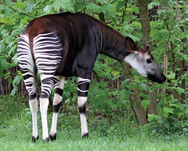 Common Myths And Misconceptions About The Okapi