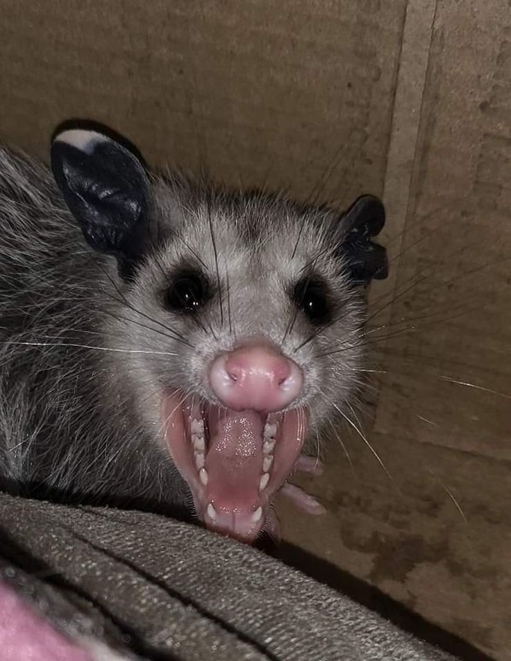 Common Myths And Misconceptions About The Opossum