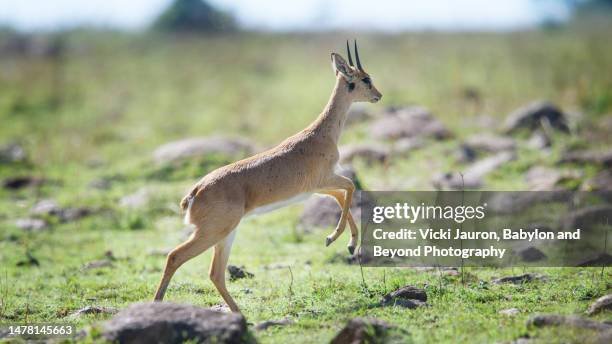 Common Myths And Misconceptions About The Oribi