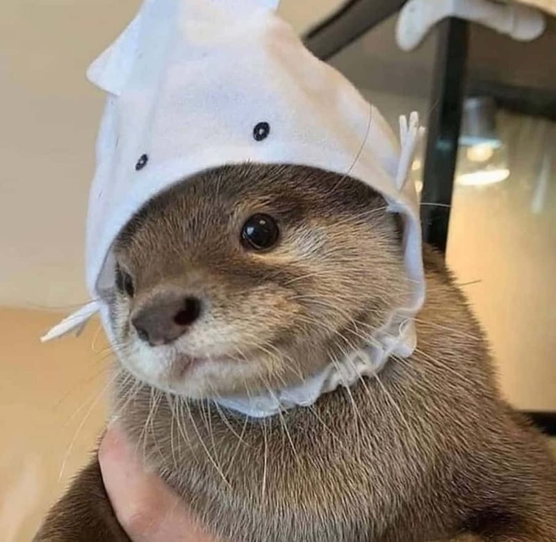 Common Myths And Misconceptions About The Otter
