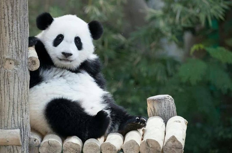 Common Myths And Misconceptions About The Panda