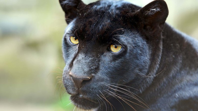 Common Myths And Misconceptions About The Panther