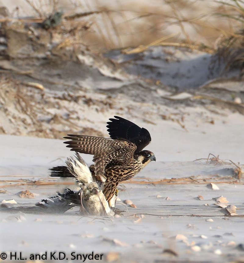 Common Myths And Misconceptions About The Peregrine Falcon
