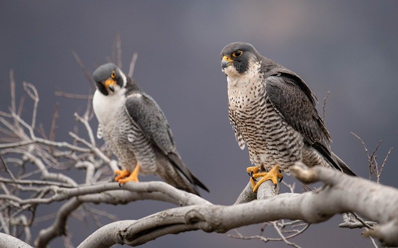 Common Myths And Misconceptions About The Peregrine Falcon