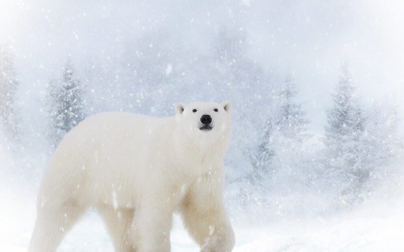 Common Myths And Misconceptions About The Polar Bear