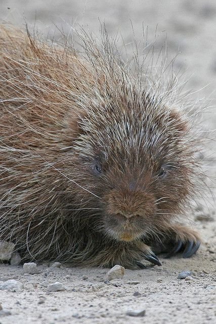 Common Myths And Misconceptions About The Porcupine