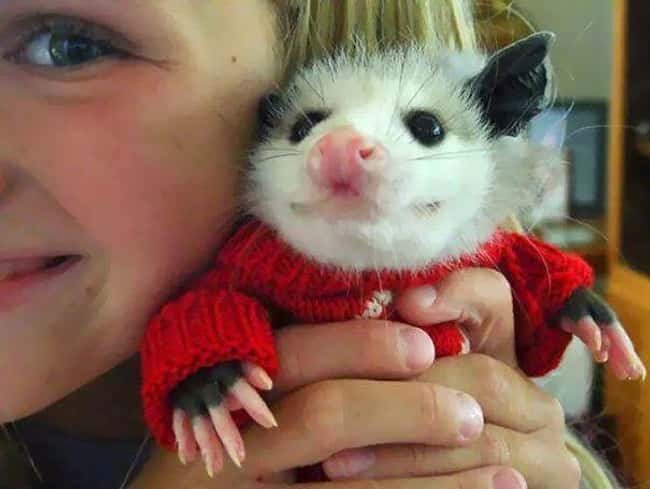 Common Myths And Misconceptions About The Possum