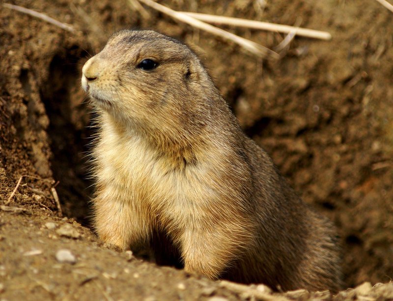 Common Myths And Misconceptions About The Prairie Dog