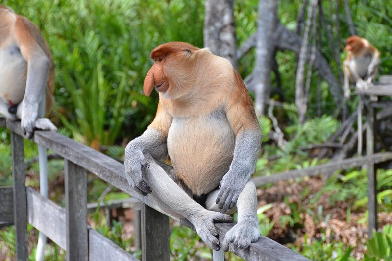 Common Myths And Misconceptions About The Proboscis Monkey