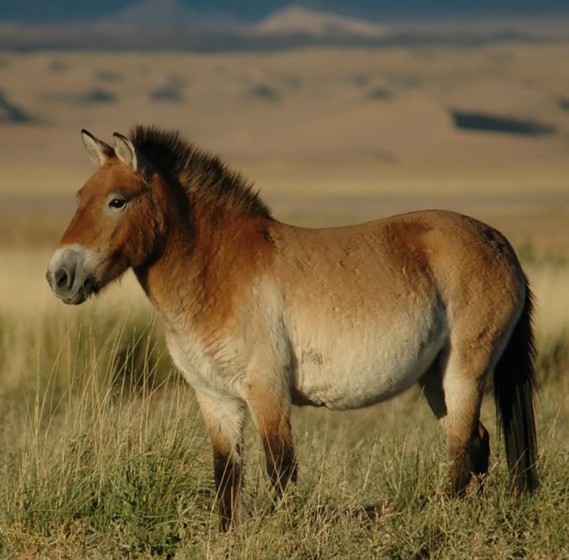 Common Myths And Misconceptions About The Przewalskiâ€™S Horse