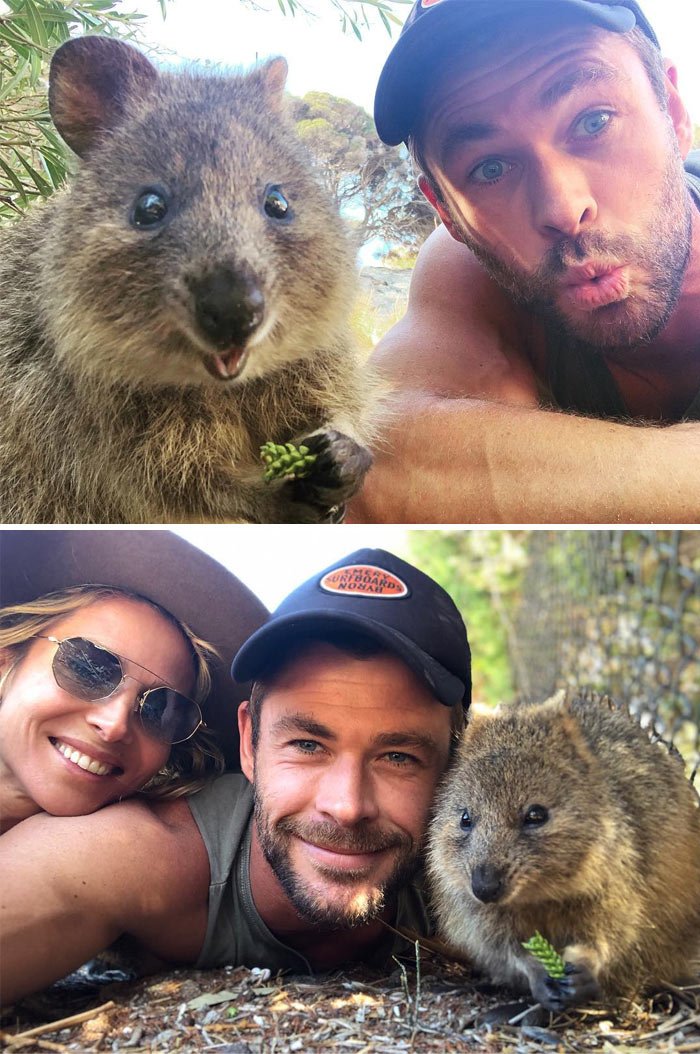 Common Myths And Misconceptions About The Quokka