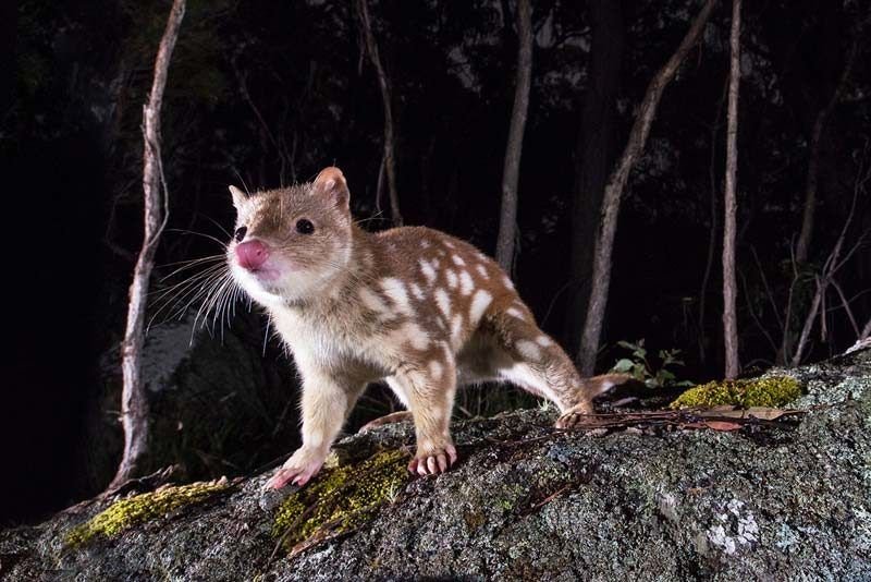 Common Myths And Misconceptions About The Quoll
