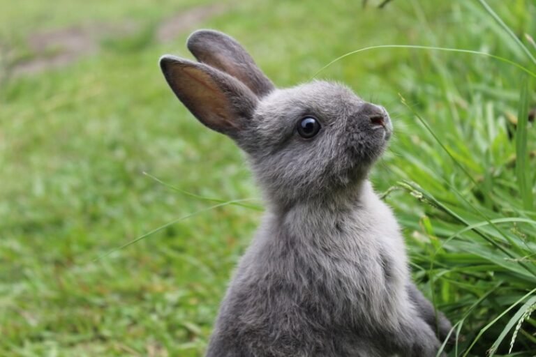 Common Myths And Misconceptions About The Rabbit