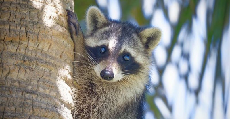 Common Myths And Misconceptions About The Raccoon