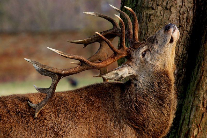 Common Myths And Misconceptions About The Red Deer