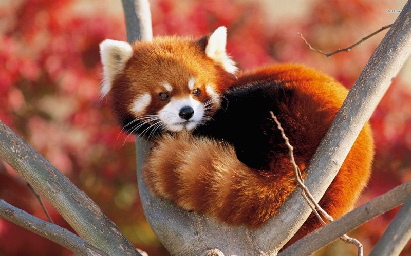Common Myths And Misconceptions About The Red Panda