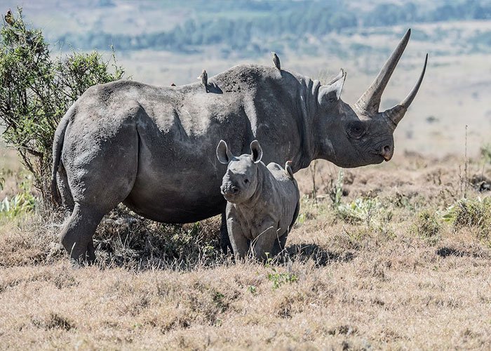 Common Myths And Misconceptions About The Rhinoceros