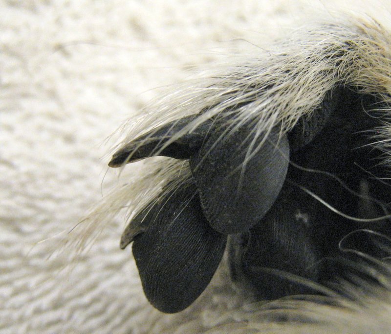 Common Myths And Misconceptions About The Ring-Tailed Lemur