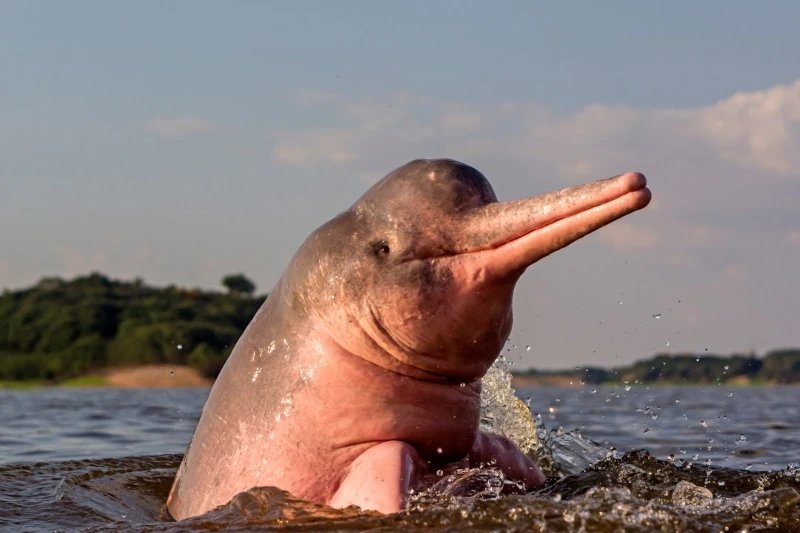 Common Myths And Misconceptions About The River Dolphin