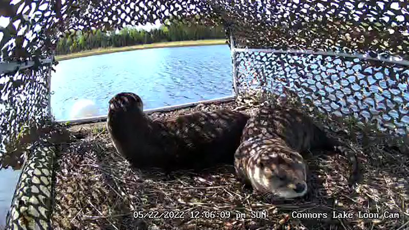 Common Myths And Misconceptions About The River Otter