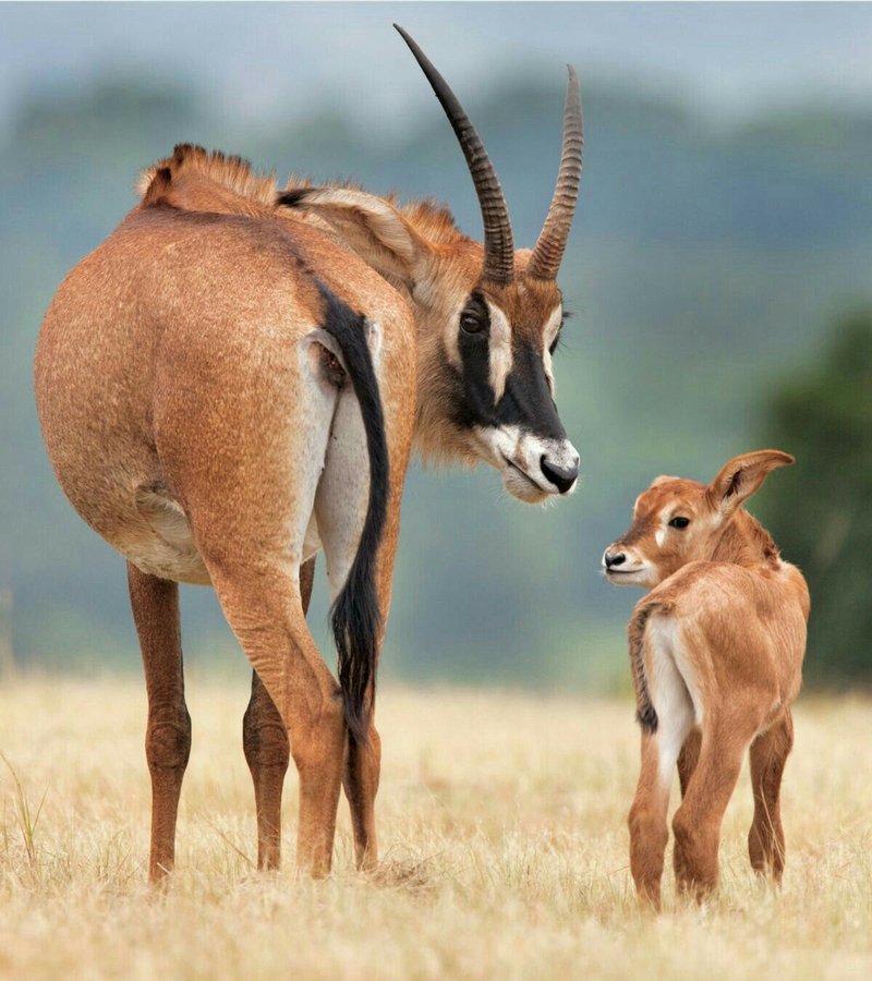 Common Myths And Misconceptions About The Roan Antelope