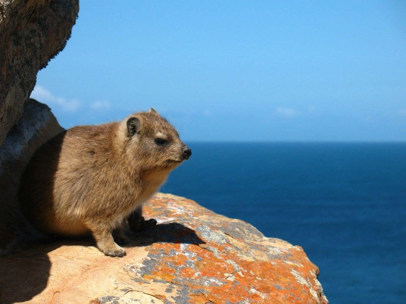 Common Myths And Misconceptions About The Rock Hyrax