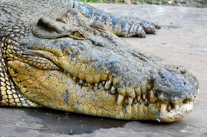 Common Myths And Misconceptions About The Saltwater Crocodile