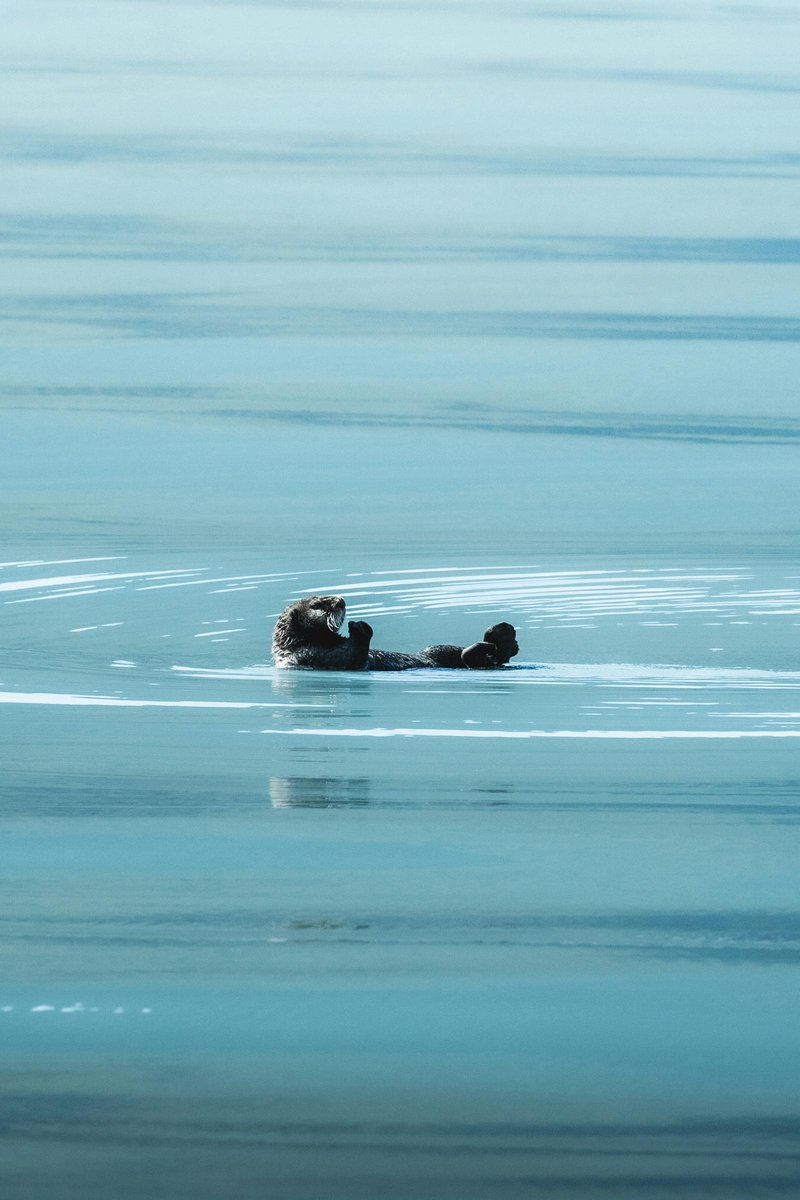 Common Myths And Misconceptions About The Sea Otter