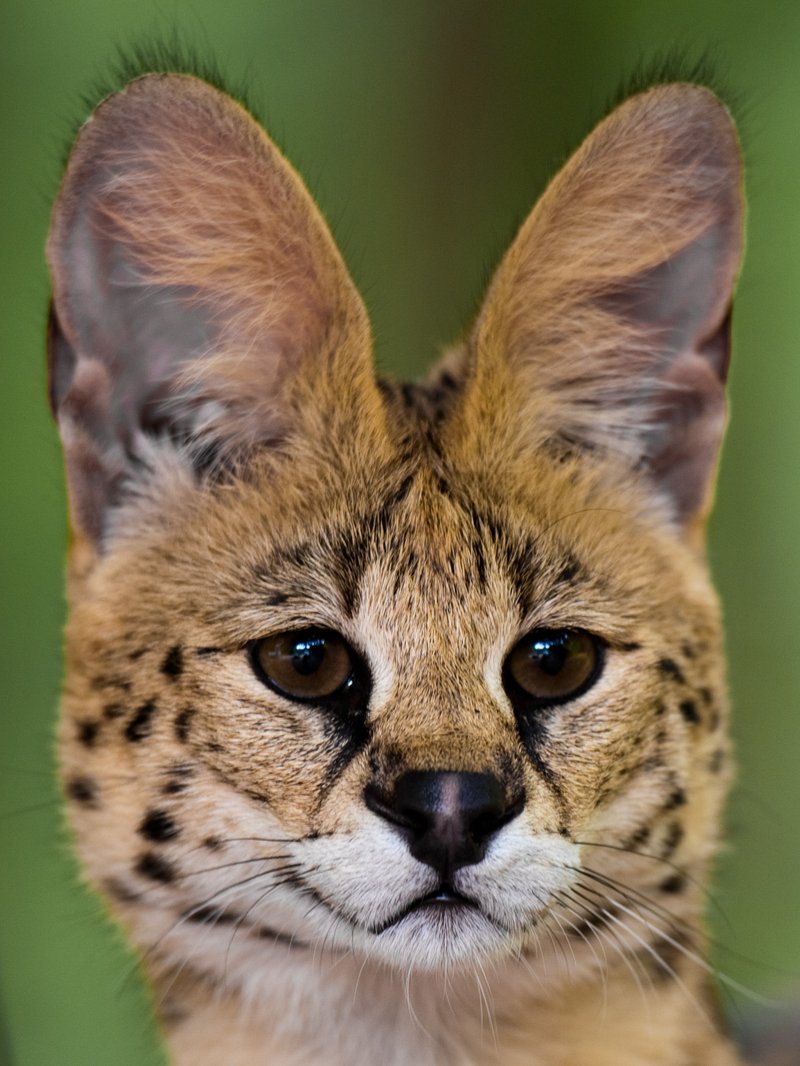 Common Myths And Misconceptions About The Serval
