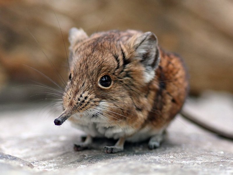 Common Myths And Misconceptions About The Shrew