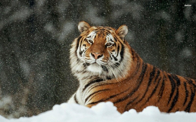 Common Myths And Misconceptions About The Siberian Tiger