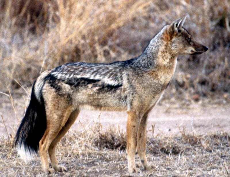 Common Myths And Misconceptions About The Side-Striped Jackal