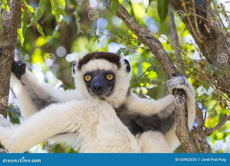 Common Myths And Misconceptions About The Sifaka