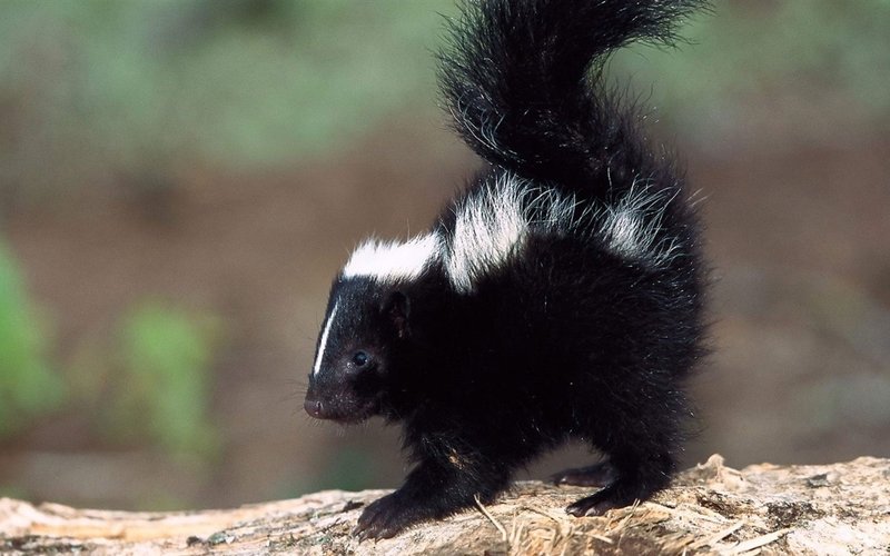 Common Myths And Misconceptions About The Skunk