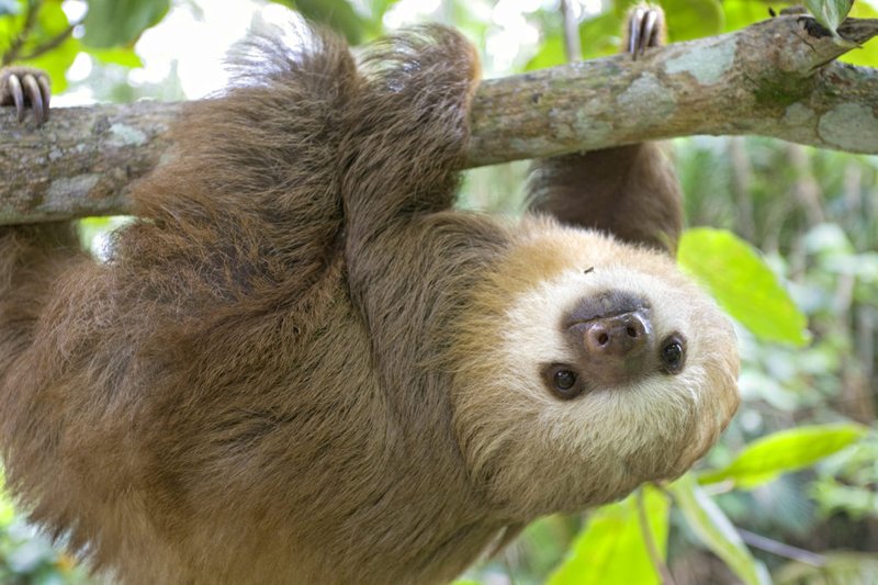 Common Myths And Misconceptions About The Sloth