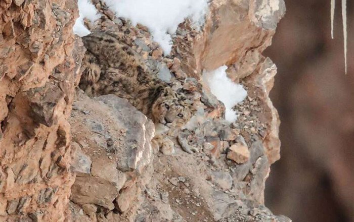 Common Myths And Misconceptions About The Snow Leopard