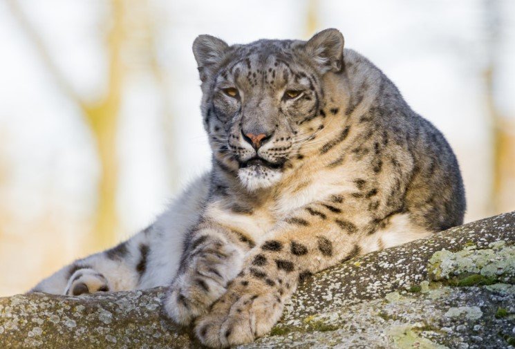 Common Myths And Misconceptions About The Snow Leopard