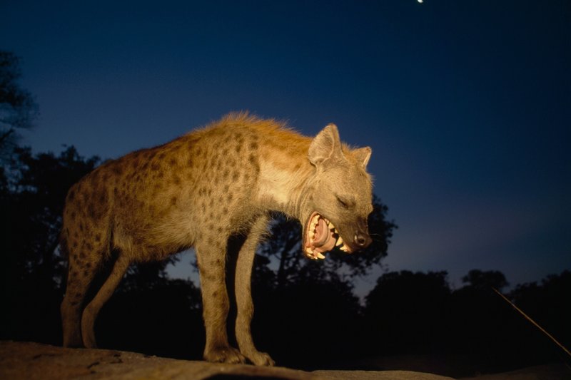 Common Myths And Misconceptions About The Spotted Hyena