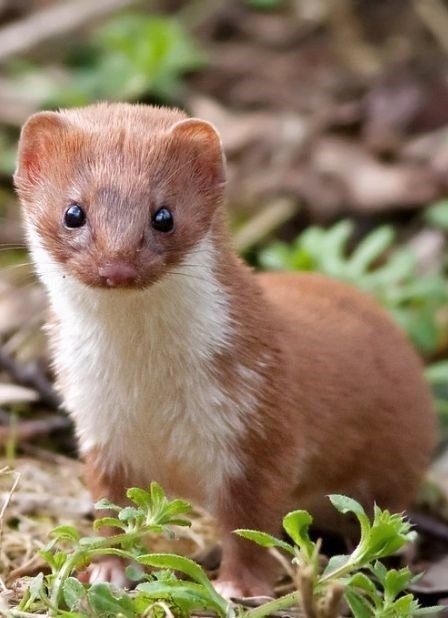 Common Myths And Misconceptions About The Stoat