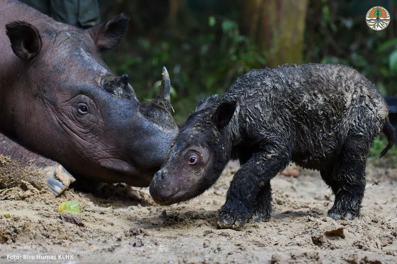 Common Myths And Misconceptions About The Sumatran Rhinoceros