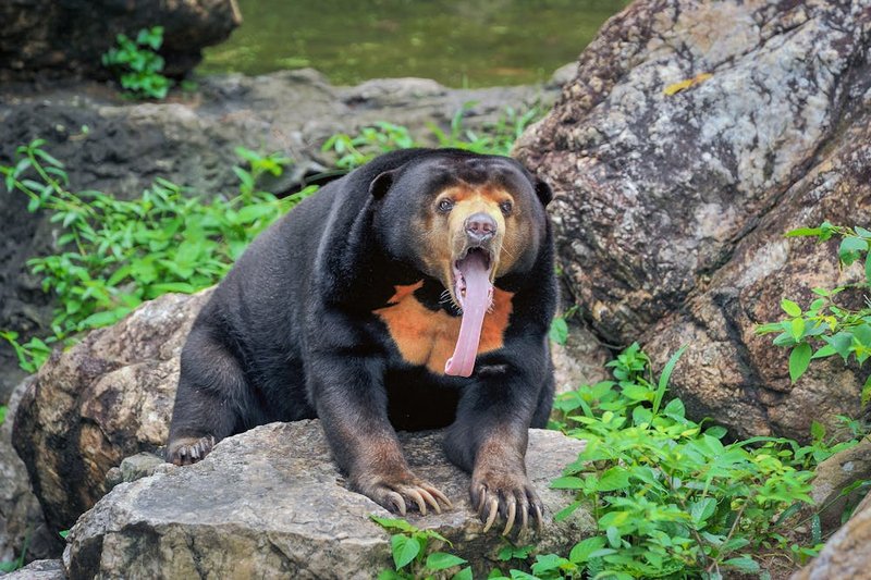 Common Myths And Misconceptions About The Sun Bear