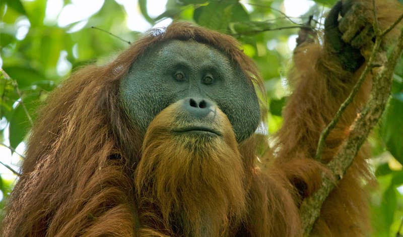 Common Myths And Misconceptions About The Tapanuli Orangutan