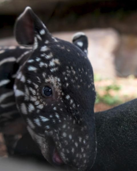 Common Myths And Misconceptions About The Tapir