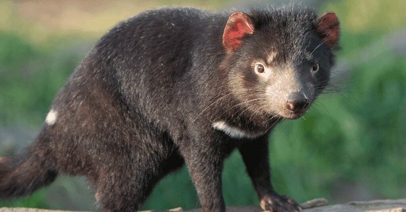 Common Myths And Misconceptions About The Tasmanian Devil