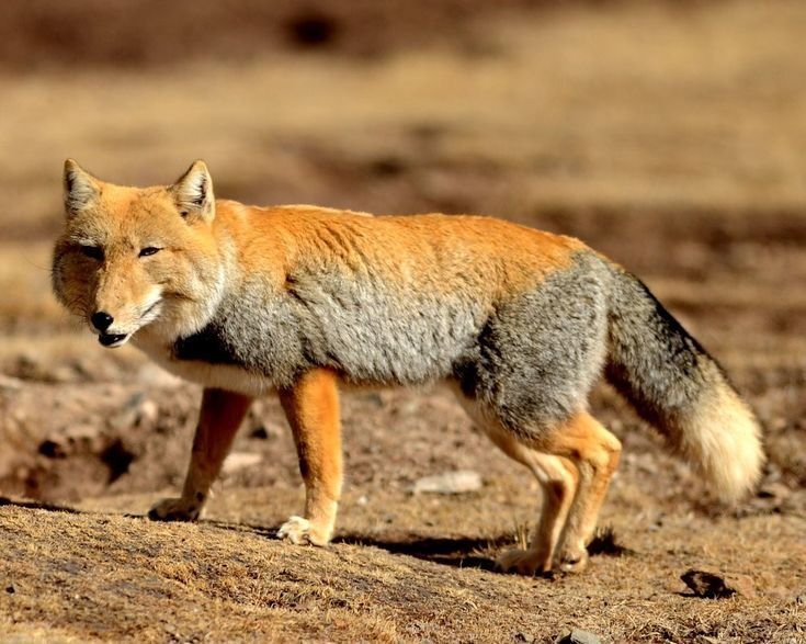 Common Myths And Misconceptions About The Tibetan Fox