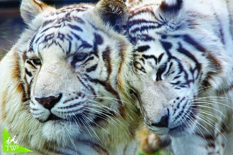 Common Myths And Misconceptions About The Tiger