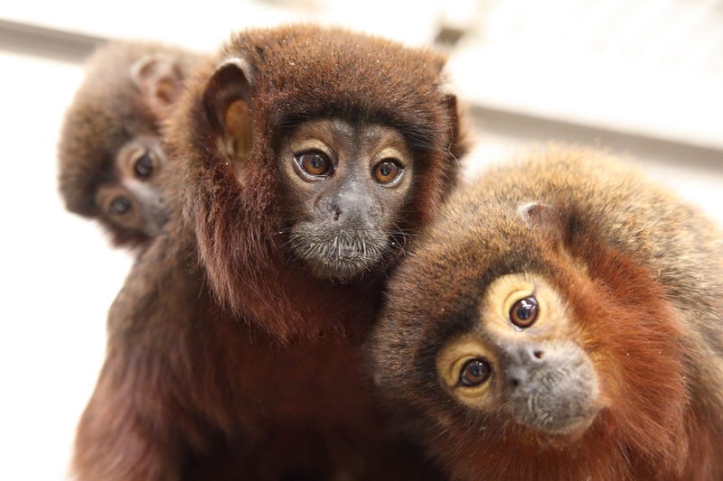 Common Myths And Misconceptions About The Titi Monkey