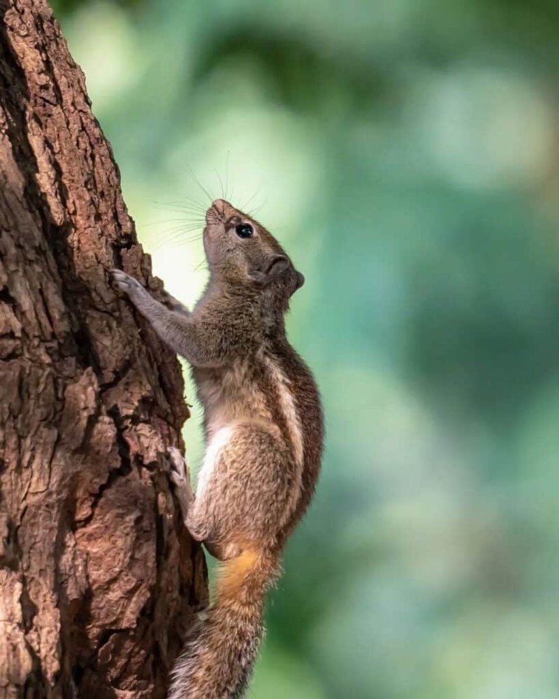 Common Myths And Misconceptions About The Tree Squirrel