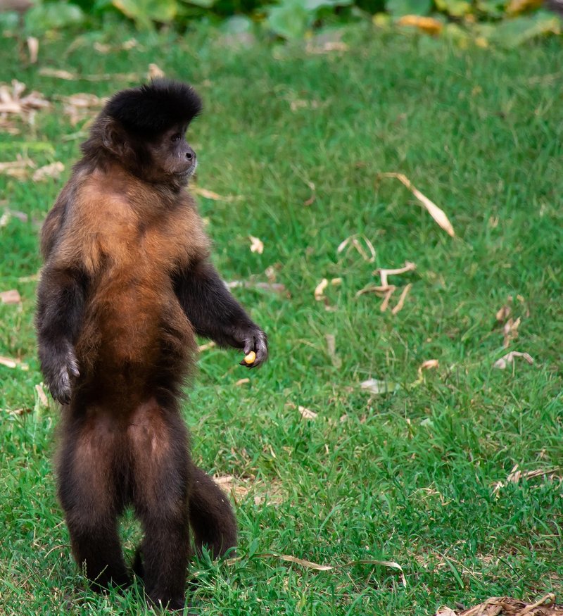 Common Myths And Misconceptions About The Tufted Capuchin